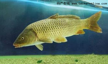 州河鯉