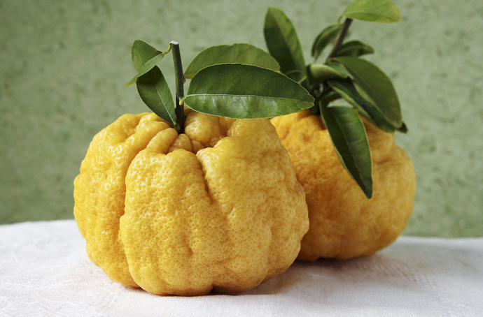 香櫞