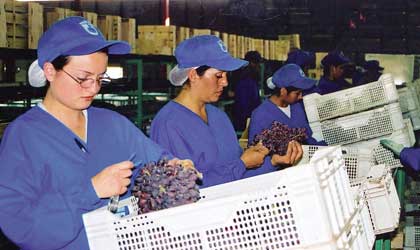 智利葡萄：新季預計出口6600萬箱  新品種比例提升至65%